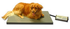Electronic Dog Weighing Scales Vet Pet Clinic Shop Salon Breeders Scal –  AUBERON Dog Supplies