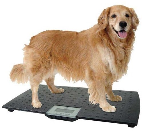 1000 lb x 0.2 lb Vet Scale - Stainless Steel animal scale.