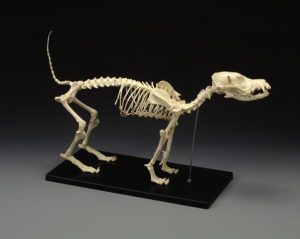 Veterinary Anatomical Models - Paragon Medical